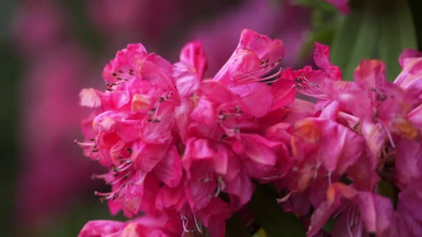 Rózsaszín Virág Virágzó Bokor Közelkép Homályos Háttér Cserje Nagy Rózsaszín — Stock videók