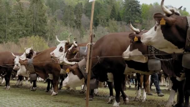 Alpské Krávy Farmaření Chov Alpských Krav Dobře Živené Dobře Upravené — Stock video