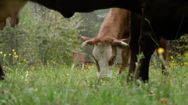 Kühe Fressen Gras Kühe Weiden Nahaufnahme Gut Genährte Gepflegte Alpkühe — Stockvideo
