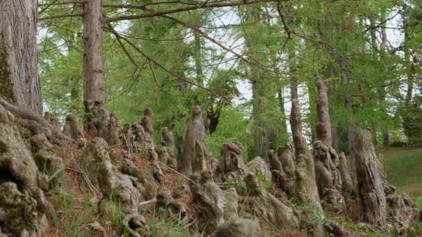 ルーツだ 木の根 ルート システム 裸の木の根は神秘的に形をしており 表面に外側に成長します 地面から大きく奇妙な根を持つ木が突き出た 植物園の植物 — ストック動画