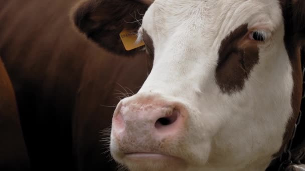 Vaca Primer Plano Bozal Una Vaca Alpina Vaca Está Lamiendo — Vídeos de Stock