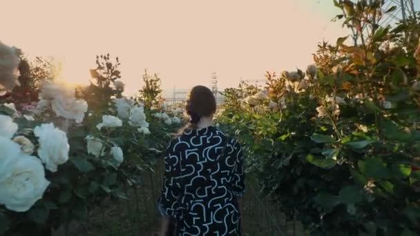 女孩在花丛中散步 在高山的背景下日落了电力变电站园艺农场 农业企业 一片片玫瑰花 年轻的女人 是的高质量4K — 图库视频影像