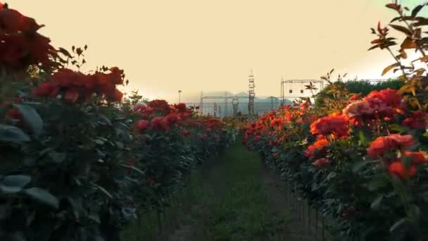 Entreprise Agricole Champ Roses Sur Fond Montagnes Ferme Horticole Sous — Video