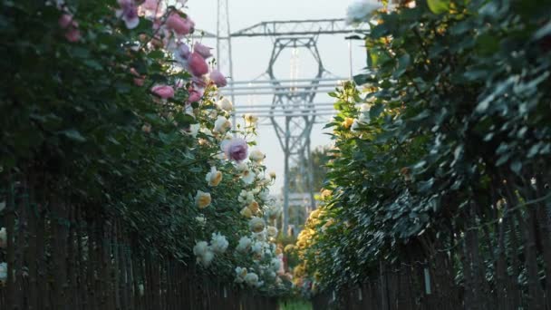 Κηπουρική Εταιρεία Χωράφι Λουλούδια Υποσταθμός Τριαντάφυλλα Γεωργικές Επιχειρήσεις Μονάδα Παραγωγής — Αρχείο Βίντεο