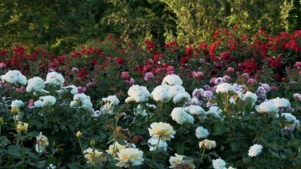 Nové Odrůdy Růží Pole Růží Zahradnická Firma Zemědělský Podnik Květiny — Stock video