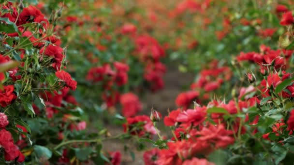 Trädgårdsfirma Rosfält Jordbruksföretag Blommor Nya Sorter Rosor Högkvalitativ Film — Stockvideo