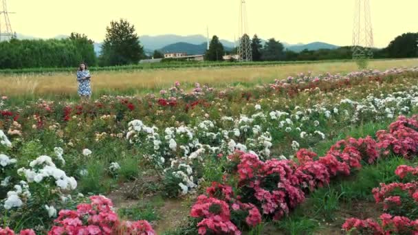 员工记录工作记录 写在平板电脑上 园艺农场 农业企业 一片片玫瑰在高山的背景下日落了专家 高质量的4K镜头 — 图库视频影像