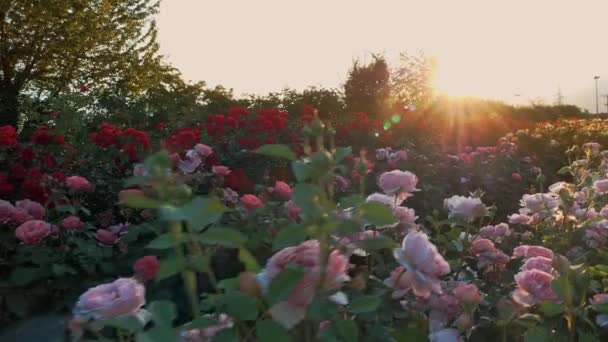 電気の変電所だ 太陽の光だ 発電所を背景に バラの畑 バラの花 接近中だ 高品質4K映像 — ストック動画
