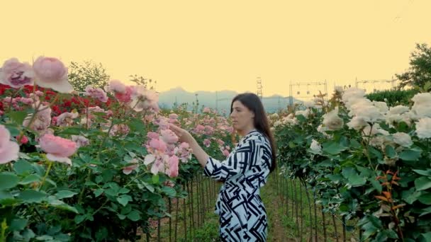 Criador Flores Jardín Montañas Subestación Eléctrica Flor Rosa Luz Solar — Vídeo de stock