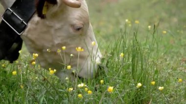 İnekler ot yer. İnekler otluyor. Yakın plan. İyi beslenmiş, bakımlı dağ inekleri, boğalar ve buzağılar, boyunlarında çanlar, çiçekli bir çayırda otlarlar, sulu yeşil çimenler çiğnerler. Yaz. hayvan