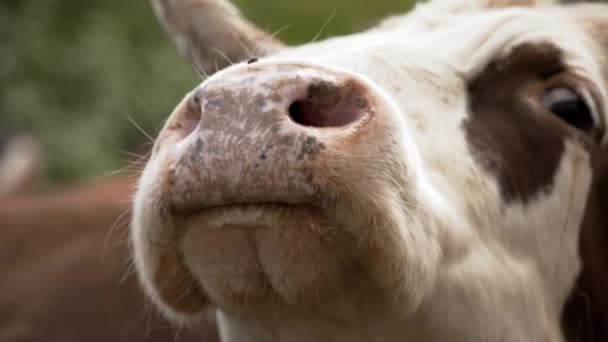 Vaca Primer Plano Bozal Una Vaca Alpina Vaca Está Lamiendo — Vídeos de Stock