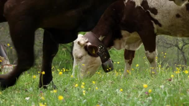 Las Vacas Comen Hierba Las Vacas Están Pastando Primer Plano — Vídeos de Stock