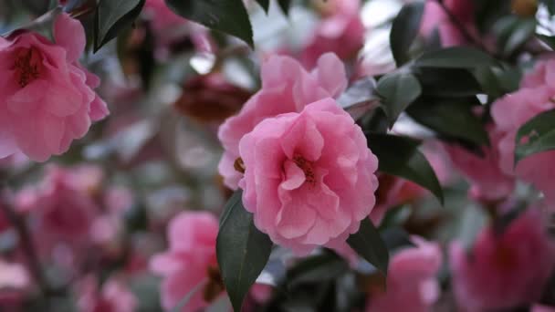 Rózsaszín Virágok Virágzó Közelkép Homályos Háttér Virágzó Nagy Rózsaszín Virágokkal — Stock videók