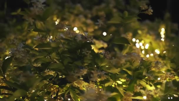 Гірлянда Вуличне Декоративне Освітлення Освітлення Маленькі Світлодіодні Лампи Крупним Планом — стокове відео