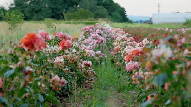 Gartenbaubetrieb Rosenfeld Landwirtschaftlicher Betrieb Blumen Neue Rosensorten Hochwertiges Filmmaterial — Stockvideo