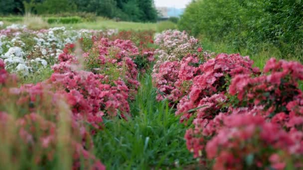 Blommor Rosfält Jordbruksföretag Nya Sorter Rosor Trädgårdsfirma Högkvalitativ Film — Stockvideo