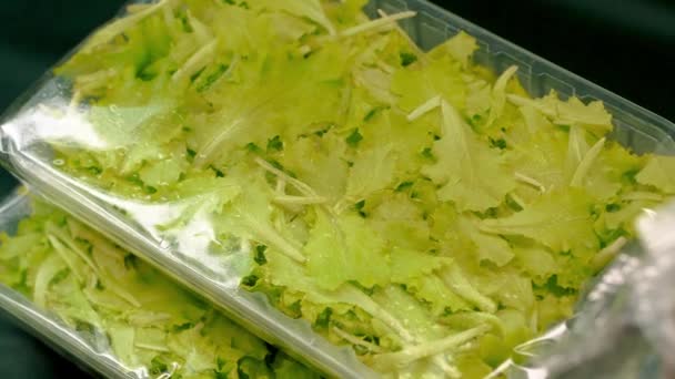 Salad Lettuce Leaves Packaged Greens Salad Close Green Fresh Leaves — วีดีโอสต็อก