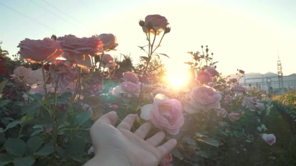 Zachód Słońca Farma Ogrodnicza Zbliżenie Mężczyzna Dotyka Pąków Róż Ogrodzie — Wideo stockowe