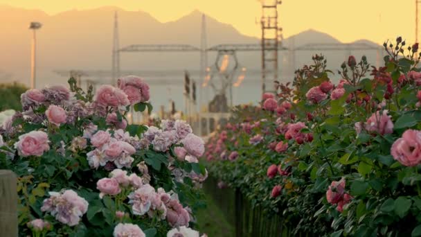 Hegyek Hátterében Napnyugta Elektromos Alállomás Kertészeti Farm Mezőgazdasági Vállalkozás Rózsamező — Stock videók
