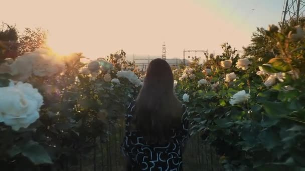 女孩在花丛中散步 在高山的背景下玫瑰灌木 日落了新的玫瑰品种 农业企业为开发新的玫瑰灌木 年轻的女人 — 图库视频影像