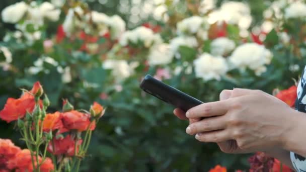 サイドビュー メッセージを入力するスマートフォンを使用して少女の手 フラワーブリーダー ガーデン ローズブルーム バラのフィールド 従業員は仕事についてメモを取る 若い女性の手を閉じる 高品質の4K映像 — ストック動画