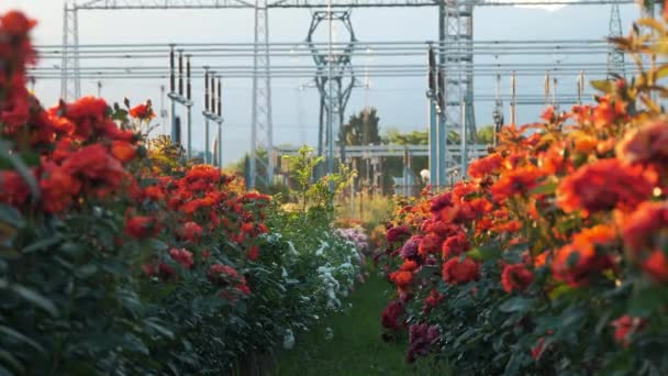 Firma Ogrodnicza Podstacja Elektrownia Pole Kwiatów Elektrownia Tle Gór Ogrodnictwo — Wideo stockowe