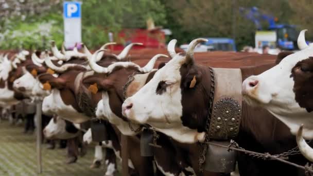 Krowy Alpejskie Rolnictwo Hodowla Krów Alpejskich Dobrze Nakarmione Zadbane Krowy — Wideo stockowe