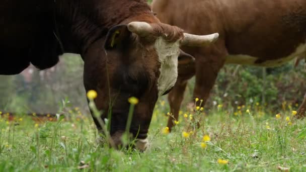 牛は草を食べる 牛は放牧中だ 接近中だ よく供給され よく手入れされた高山牛 子牛は 首に鐘を持ち 花の牧草地で放牧し ジューシーな緑の草を噛む — ストック動画