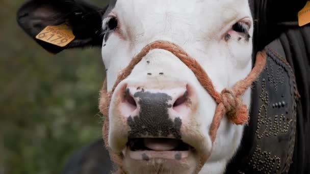 Vaca Primer Plano Bozal Vaca Masticadora Muchas Moscas Volando Alrededor — Vídeos de Stock