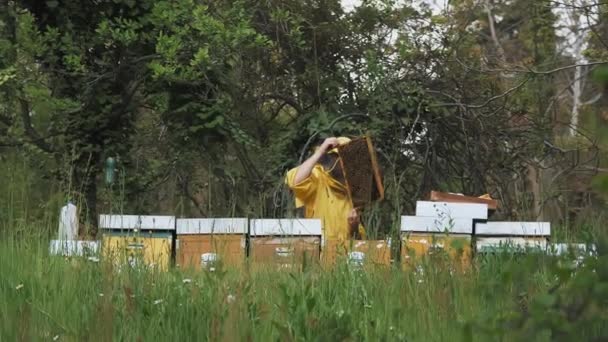 ハニー エイピア 養蜂家 蜂蜜の生産 特殊な黄色の保護服を着たエイパリストがフレームを取り出し巣の蜂とハニーコンブを調べます 食欲をそそる 木造蜂舎 — ストック動画