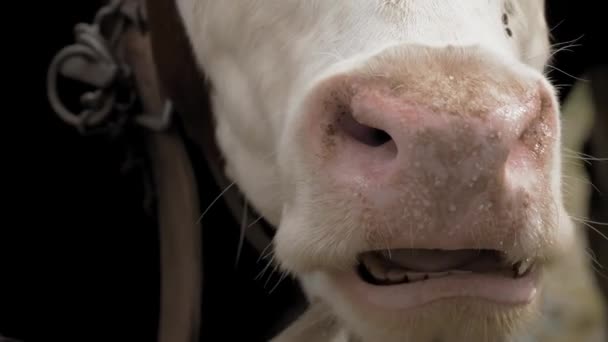 Vaca Close Focinho Vaca Mastigadora Língua Dentes Claramente Visíveis Muitas — Vídeo de Stock