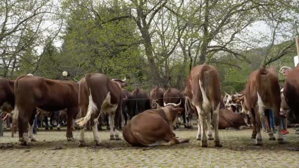 Корови Корови Виставці Аграрний Ярмарок Альпійські Корови Бики Телята Дзвонами — стокове відео