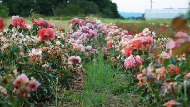 Νέες Ποικιλίες Τριαντάφυλλων Χωράφι Τριαντάφυλλα Κηπουρική Εταιρεία Γεωργικές Επιχειρήσεις Λουλούδια — Αρχείο Βίντεο