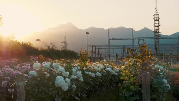 Розовые Кусты Новые Сорта Роз Сельскохозяйственное Предприятие Развитию Новых Розовых — стоковое видео