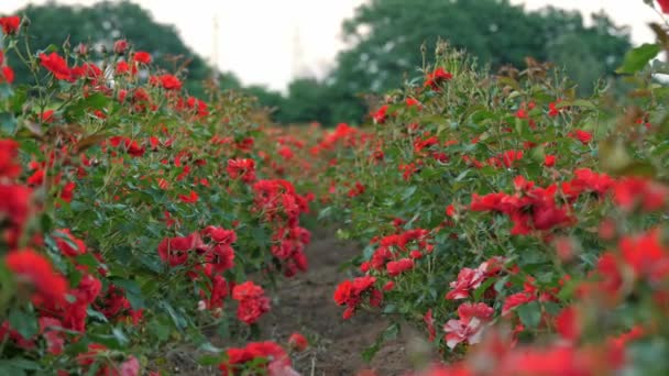 Empresa Agrícola Uma Firma Horticultura Campo Rosas Novas Variedades Rosas — Vídeo de Stock