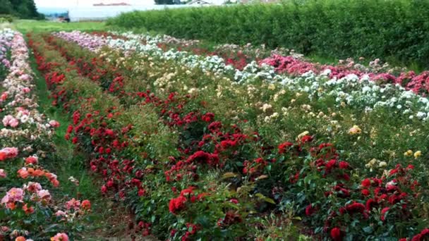 Rozenveld Nieuwe Soorten Rozen Tuinbouwbedrijf Bloemen Landbouwonderneming Hoge Kwaliteit Beeldmateriaal — Stockvideo