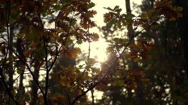 Lähikuva Auringonlasku Kellastuneessa Syysmetsässä Tammi Monivärinen Lehdet Lepattava Tuulessa Aurinkoa — kuvapankkivalokuva
