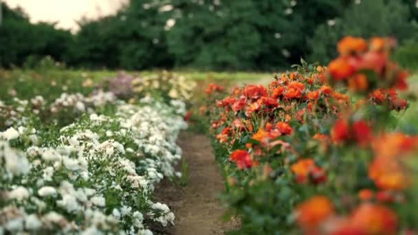 Λουλούδια Γεωργικές Επιχειρήσεις Χωράφι Τριαντάφυλλα Κηπουρική Εταιρεία Νέες Ποικιλίες Τριαντάφυλλων — Αρχείο Βίντεο
