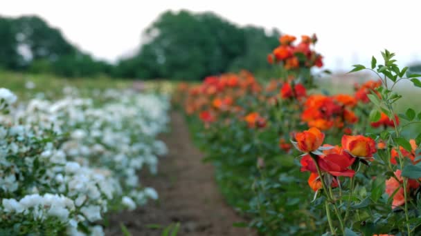 Uma Firma Horticultura Campo Rosas Empresa Agrícola Flores Novas Variedades — Vídeo de Stock
