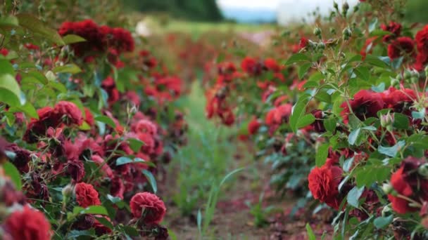 農業企業について ホーティカル ファーム バラのフィールド 新しいバラの種類 フラワー 高品質の4K映像 — ストック動画