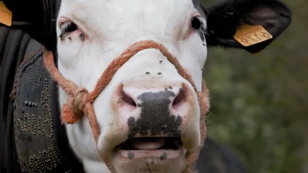 Vaca Primer Plano Bozal Vaca Masticadora Muchas Moscas Volando Alrededor — Vídeos de Stock