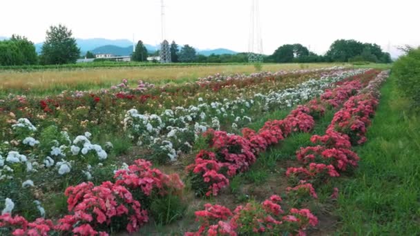 Rosales Nuevas Variedades Rosas Empresa Agrícola Para Desarrollo Nuevos Rosales — Vídeos de Stock