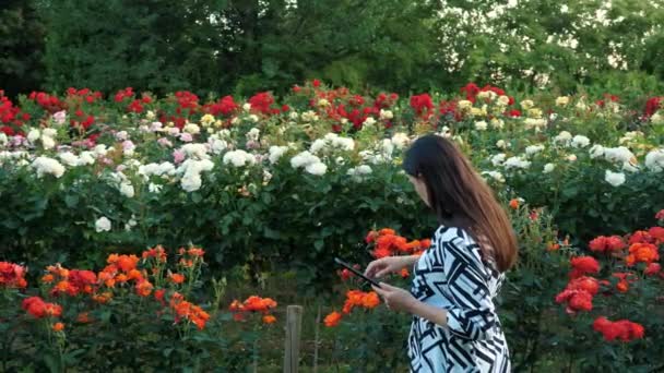 Hodowca Kwiatów Ogród Góry Podstacja Elektryczna Róża Kwitnie Miękkie Światło — Wideo stockowe