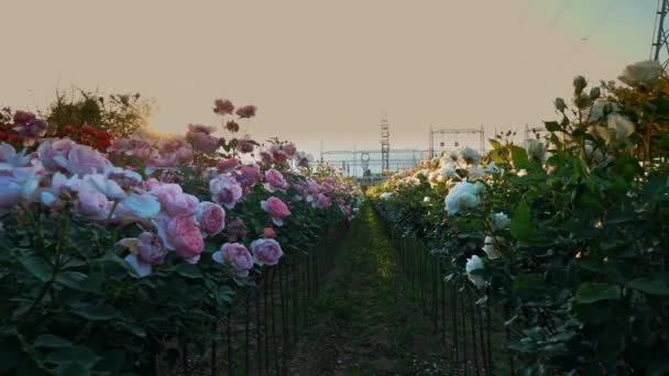日落了玫瑰灌木 农业企业为开发新的玫瑰灌木 在高山的背景下新的玫瑰品种 高质量的4K镜头 — 图库视频影像