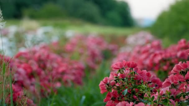 Садівнича Фірма Поле Троянд Сільськогосподарське Підприємство Квіти Нові Сорти Троянд — стокове відео