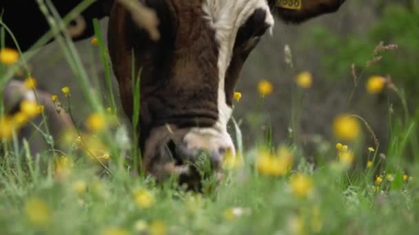 Αγελάδες Τρώνε Γρασίδι Αγελάδες Βόσκουν Κοντινό Πλάνο Καλοφτιαγμένες Καλοφτιαγμένες Αλπικές — Αρχείο Βίντεο