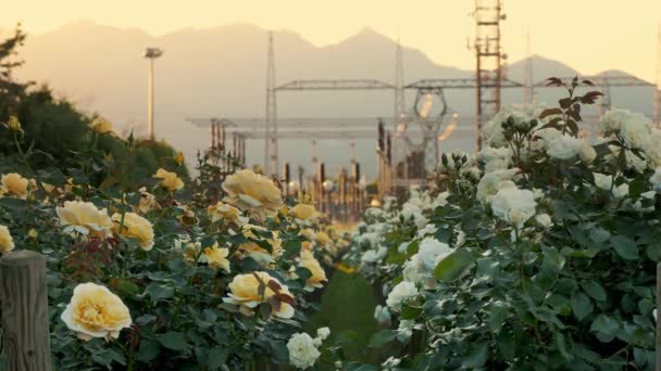 电力变电站柔和的阳光在发电厂的背景下山脉 一片片玫瑰玫瑰绽放 高质量的4K镜头 — 图库视频影像