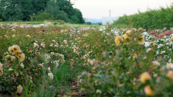 Blommor Jordbruksföretag Rosfält Trädgårdsfirma Nya Sorter Rosor Högkvalitativ Film — Stockvideo