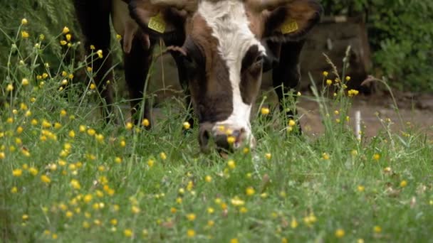 Krávy Jedí Trávu Krávy Pasou Detailní Záběr Dobře Živené Dobře — Stock video
