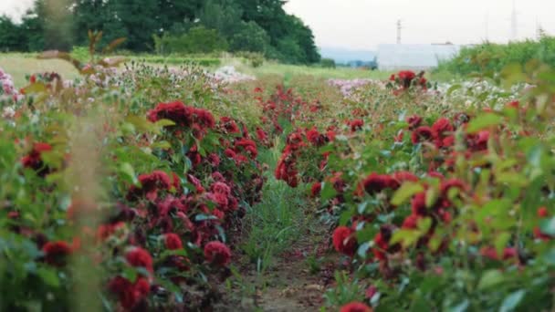 バラの新しい品種 バラの畑 園芸会社だ 農業企業 高品質4K映像 — ストック動画